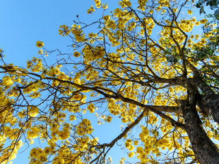 golden trumpet tree flowers