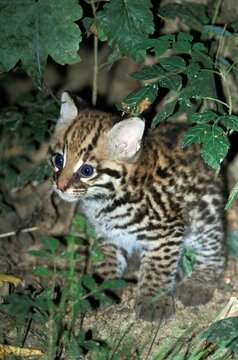 Ocelot, Leopardus Pardalis, Cub