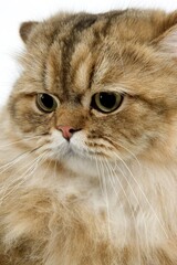 Golden Persian Domestic Cat, Portrait of Adult