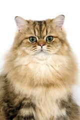 Golden Persian Domestic Cat, Portrait of Adult against White Background