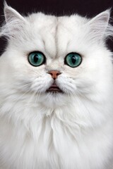Chinchilla Persian Domestic Cat, Portrait of Adult with Green Eyes