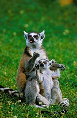 Ring Tailed Lemur, lemur catta, Female with Baby