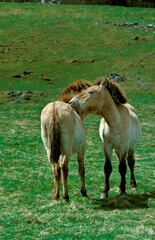Obraz na płótnie Canvas Przewalski Horse, Pair Grooming