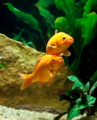 Goldfish, carassius auratus, Adult