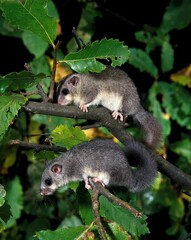 Edible Dormouse, glis glis, Pair