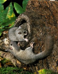 Edible Dormouse, glis glis, Pair standing at Nest Entrance