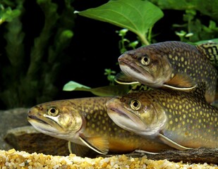 Brook Trout, salvelinus fontinalis, Adult