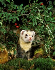 European Polecat, mustela putorius, Adult