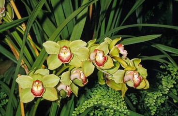 Orchid, cymbidium sp