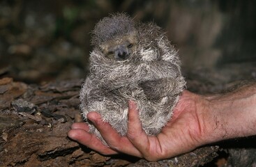 Maned Three Toed Sloth, bradypus torquatus, Man with a Baby in his Hand, Pantanal in Brazil