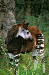 Okapi, okapia johnstoni, Female