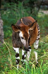 Okapi, okapia johnstoni, Female © slowmotiongli