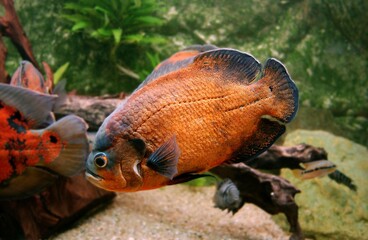 Tiger Oscar Fish, astronotus ocellatus, Adult