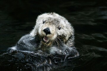 Sea Otter, enhydra lutris, Adult grooming Fur, California