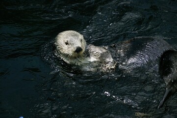 Sea Otter, enhydra lutris, Adult, California