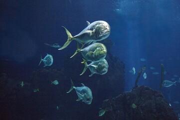Fototapeta premium Salt Water Aquarium, Lisboa in Portugal