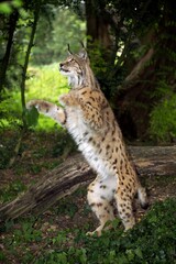 European Lynx, felis lynx, Adult standing on Hind Legs, Hunting