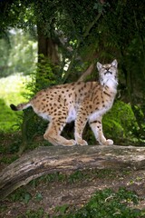 Naklejka na ściany i meble European Lynx, felis lynx, Adult