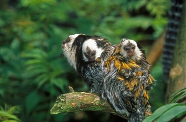 Geoffroy's Tufted Ear Marmoset, callithrix geoffroyi, Female carrying baby on its back
