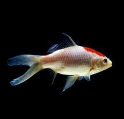 Obraz premium Comet Goldfish, carassius auratus, Adult