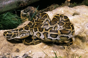 Indian Python, python molurus, Adult standing on Stone