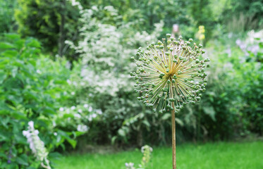 Green inflorescence of decorative onions with seeds Allium. Amaryllidaceae Family.