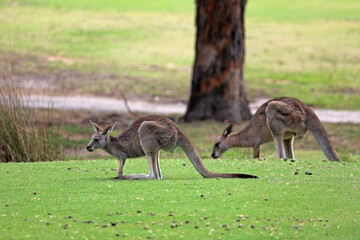 Naklejka na ściany i meble Kangaroo on the grass - Eastern Grey Kangaroo - Anglesea Golf Course, Victoria, Australia