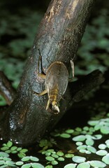 Water Bug, abedus herberti, Adult, Florida