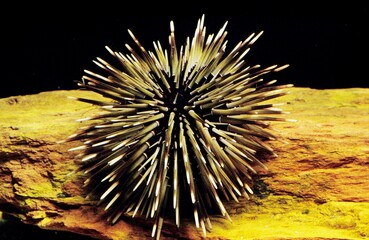 Sea Urchin