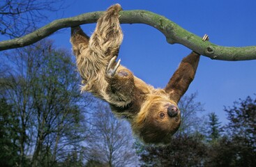 Two Toed Sloth, choloepus didactylus, Adult hanging from Branch © slowmotiongli