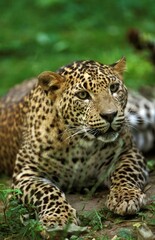 Leopard, panthera pardus, Adult laying