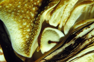 Nautilus, nautilus macromphalus, Close up of Head
