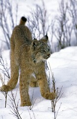 Canadian Lynx, lynx canadensis, Adult standing in Snow © slowmotiongli