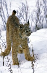 Canadian Lynx, lynx canadensis, Adult standing in Snow
