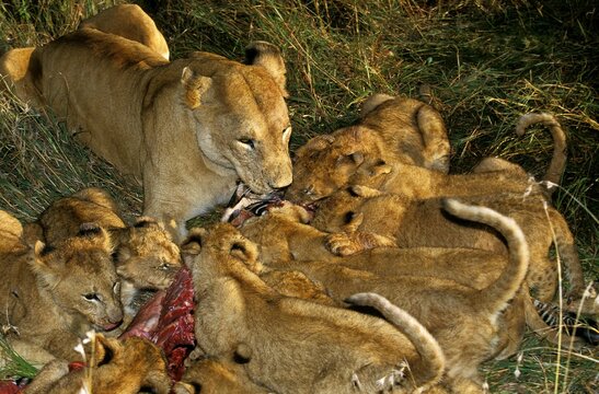 African Lion, panthera leo, Female with Cub eating Zebra, Masai Mara Park in Kenya