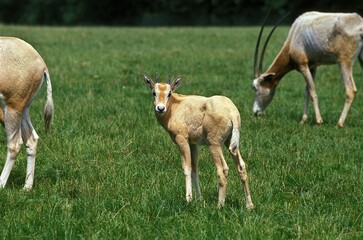 Naklejka na ściany i meble Scimitar Horned Oryx, oryx dammah, Herd, This Specy is now Extinct in the Wild