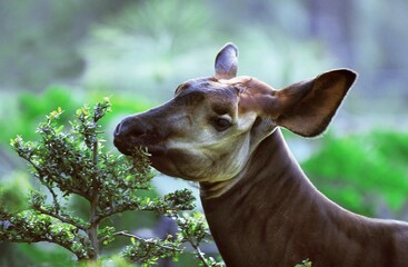 Okapi, okapia johnstoni, Portrait of Female © slowmotiongli