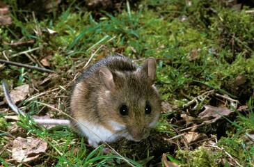 Naklejka na ściany i meble Long-Tailed Field Mouse, apodemus sylvaticus, Adult