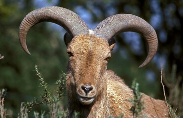 Barbary Sheep, ammotragus lervia, Portrait of Ram