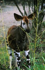 Okapi, okapia johnstoni, Female © slowmotiongli