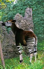 Okapi, okapia johnstoni, Female © slowmotiongli