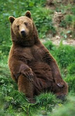 Fototapeta na wymiar Brown Bear, ursus arctos, Adult sitting on Grass