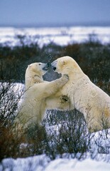 Polar Bear thalarctos maritimus, Adults fighting, Churchill in Manitoba, Canada