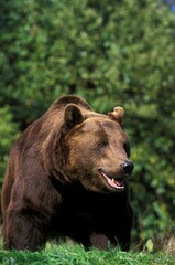 Fototapeta na wymiar Brown Bear, ursus arctos, Adult