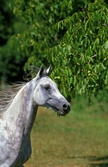 Fototapeta na wymiar Arabian Horse, Portrait of Adult