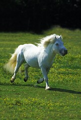 Obraz na płótnie Canvas Shetland Pony, Adult galloping through Meadow