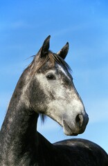 Lipizzan Horse, Portrait of Adult