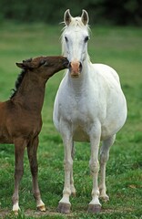 Lipizzan Horse, Mare with Foal