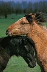 Obraz premium French Saddle Pony, Portrait of Adult