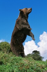 Brown Bear, ursus arctos, Adult standing on his Hind Legs, Looking around